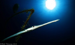 Cornet fish by wreck under sunburst by Niall Deiraniya 